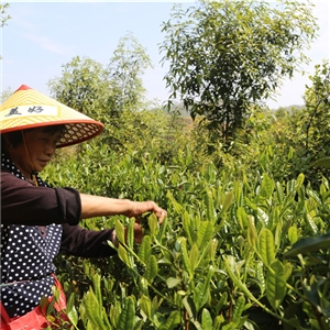 采摘玉佛香茶鮮葉